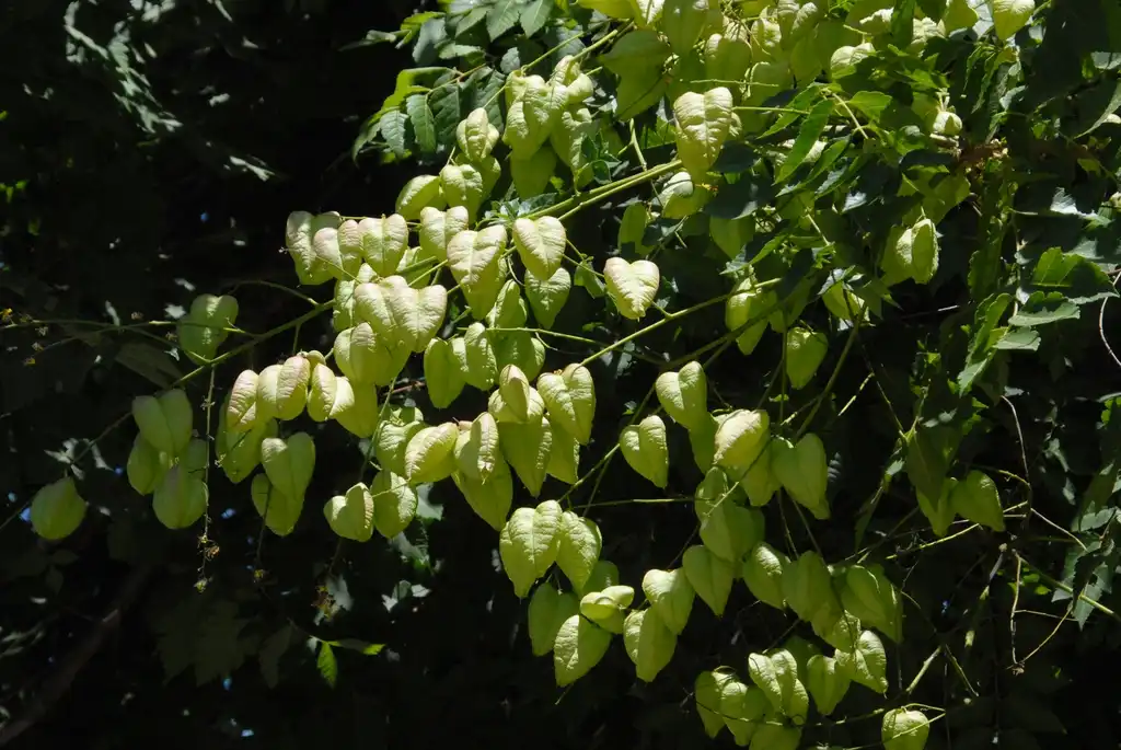 Foto de Koelreuteria paniculata (Koelreuteria paniculatas)