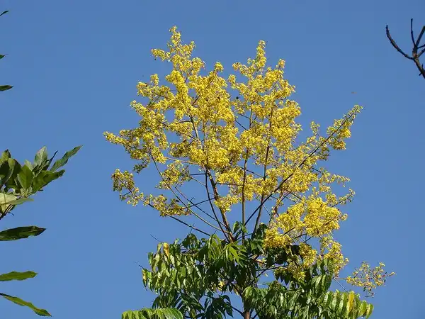 Foto de Koelreuteria paniculata - Koelreuteria paniculata Flowers:mauroguanandi