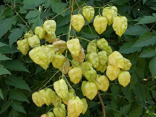 Foto de Koelreuteria paniculata - Koelreuteria paniculata Seed Pods:Tim Waters