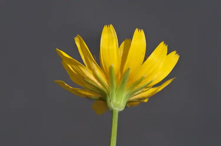 Foto de Krigia montana - Back of flower:©2015 Richard Spellenberg