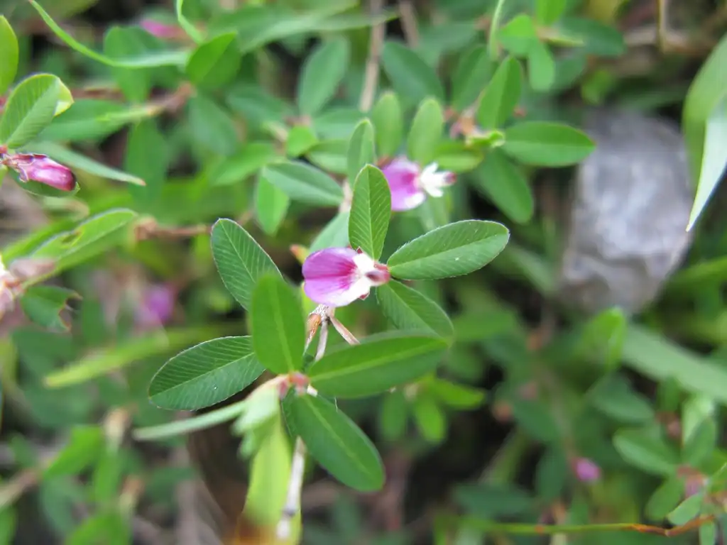 Фото Kummerowia striata (Kummerowia striatas)