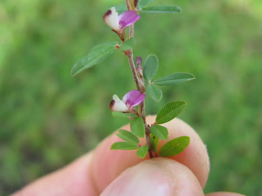 Фото Kummerowia striata (Kummerowia striatas)