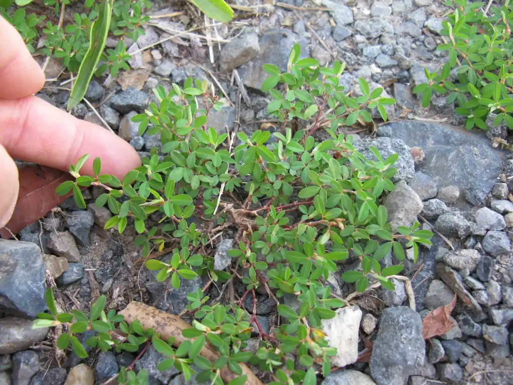 Фото Kummerowia striata - Form:Harry Rose