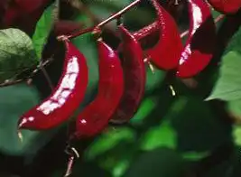 Photo of Lablab purpureus (Lablab purpureuss)