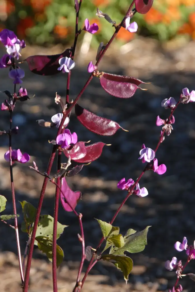 Photo of Lablab purpureus - Fruit and Flower:Jim Robbins