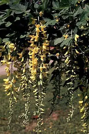 Photo of Laburnum anagyroides (Laburnum anagyroidess)