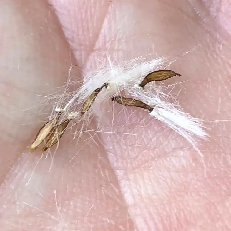 Photo of Lactuca floridana (Lactuca floridanas)