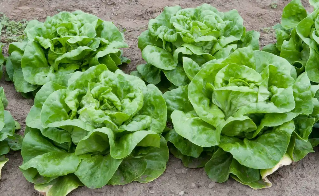 Фото Lactuca sativa (Lactuca sativas)