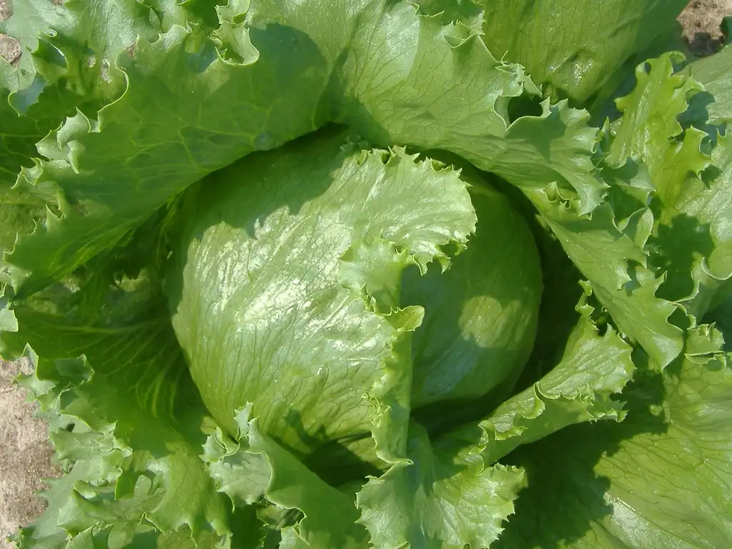 Фото Lactuca sativa (Lactuca sativas)