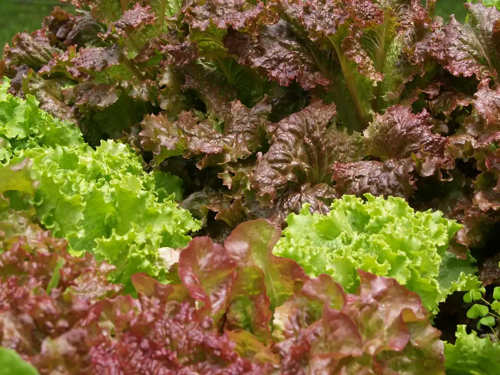 Фото Lactuca sativa - Assortment of leaf lettuce:Cara