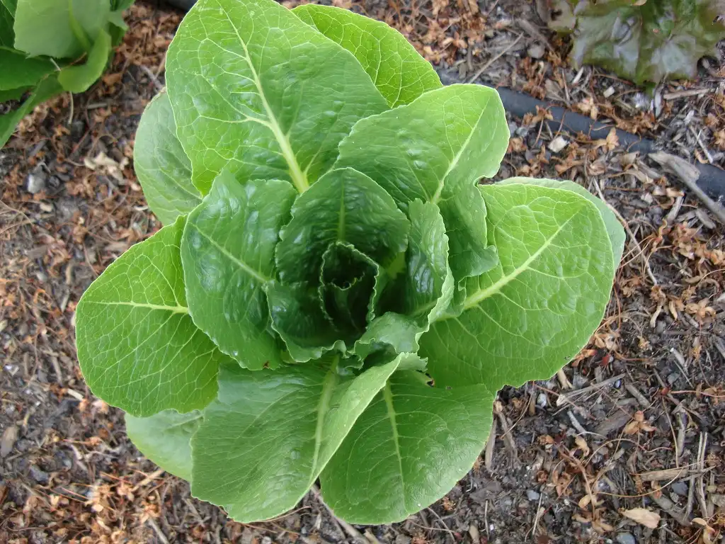 Фото Lactuca sativa - Romaine lettuce:Satrina0