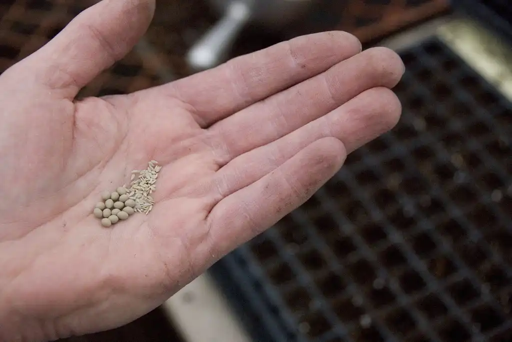 Фото Lactuca sativa - Seeds, in clay pellets (left) and raw (right):Dwight Sipler