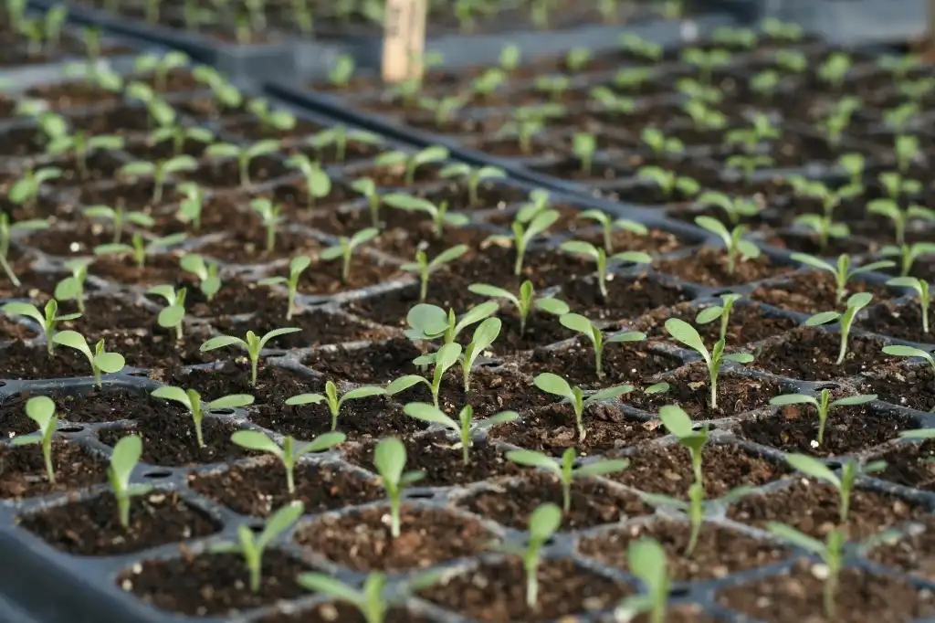 Фото Lactuca sativa - Seedling transplants:my_southborough