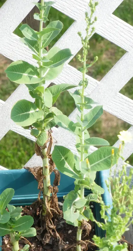 Фото Lactuca sativa - Bolted lettuce:Renee