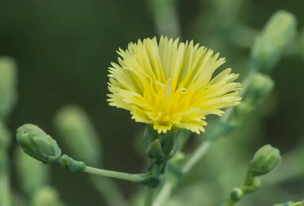 Фото Lactuca sativa - Flower and buds:Dwight Sipler