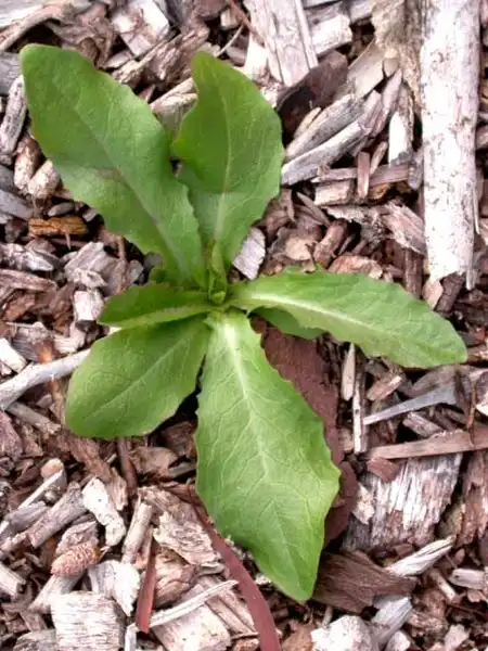 Фото Lactuca (Lactucas)