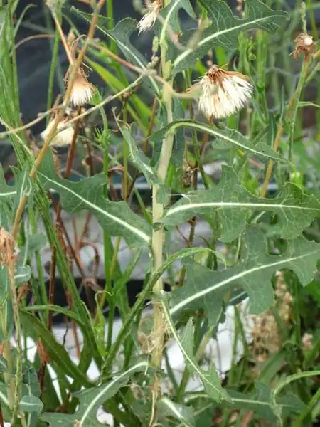 Фото Lactuca (Lactucas)