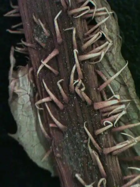 Фото Lactuca - Lactuca stem:Alexander Krings