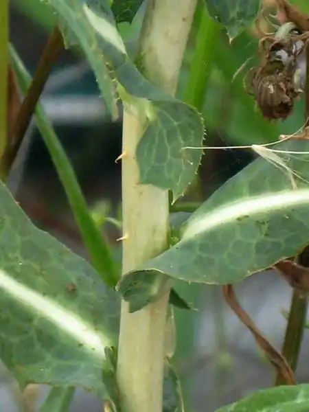 Фото Lactuca - Lactuca leaf base:J. Neal