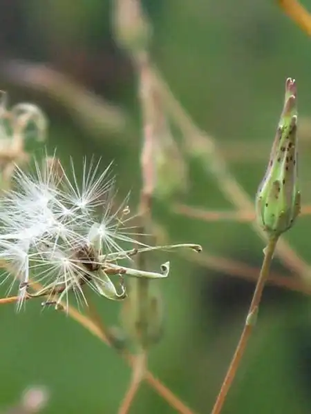 Фото Lactuca - Lactuca serriola fruit:J. Neal