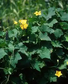 Foto de Lagenaria siceraria (Lagenaria sicerarias)