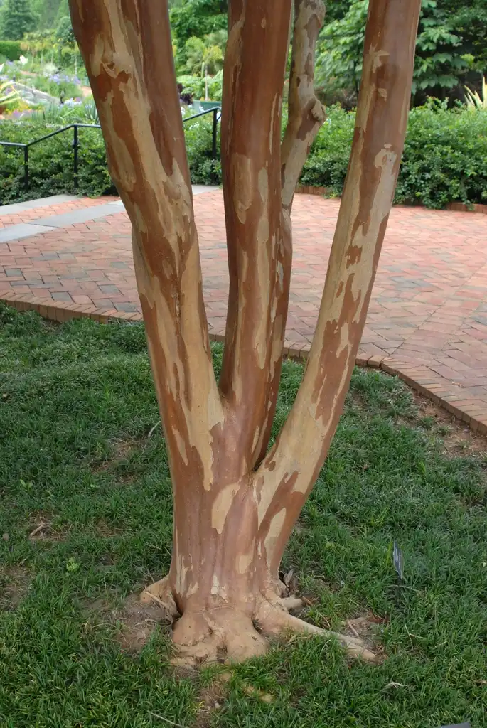 Foto de Lagerstroemia 'Biloxi' (Lagerstroemia 'Biloxi's)
