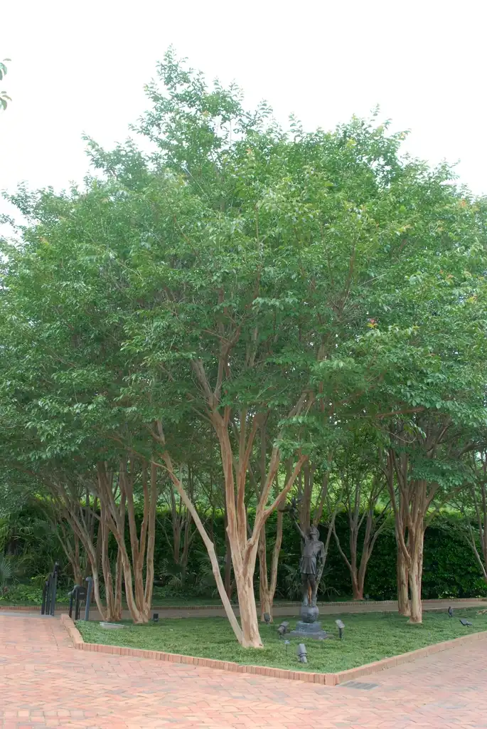 Foto de Lagerstroemia 'Biloxi' (Lagerstroemia 'Biloxi's)