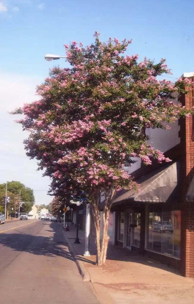 Foto de Lagerstroemia 'Biloxi' - Bloom in July:Jim Robbins