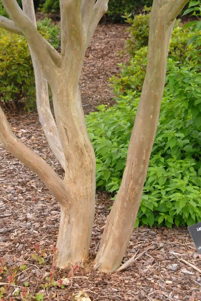 Photo of Lagerstroemia indica 'Catawba' (Lagerstroemia indica 'Catawba's)