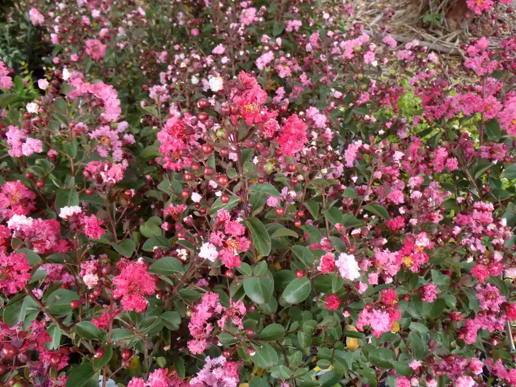 Foto de Lagerstroemia indica 'Whit IV' (Lagerstroemia indica 'Whit IV's)