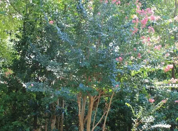Photo of Lagerstroemia indica (Lagerstroemia indicas)