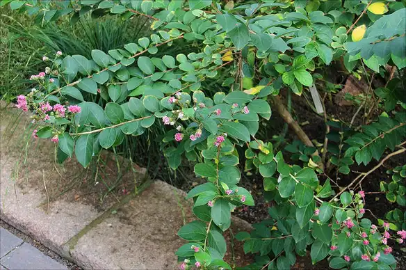 Photo of Lagerstroemia indica (Lagerstroemia indicas)