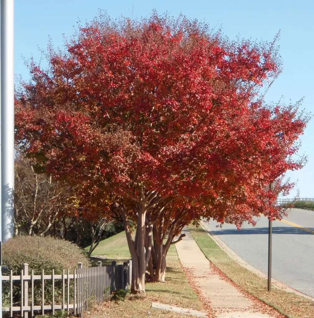 Photo of Lagerstroemia indica - Fall Form:Jim Robbins