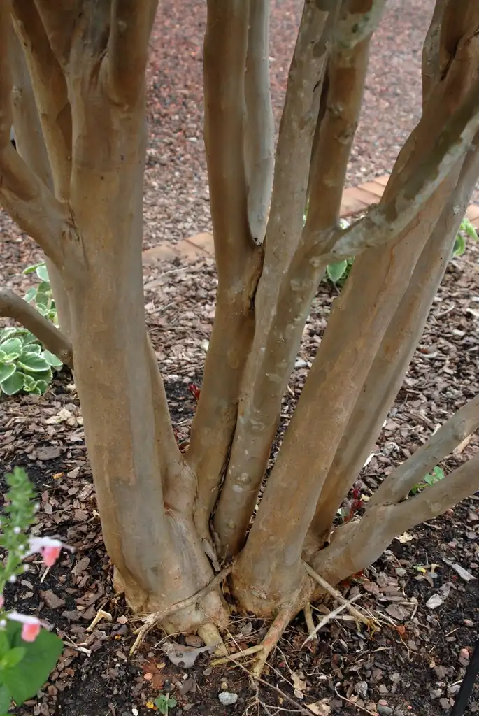 Photo of Lagerstroemia indica - 'Centennial Spirit' Bark (Stowe, NC):Jim Robbins