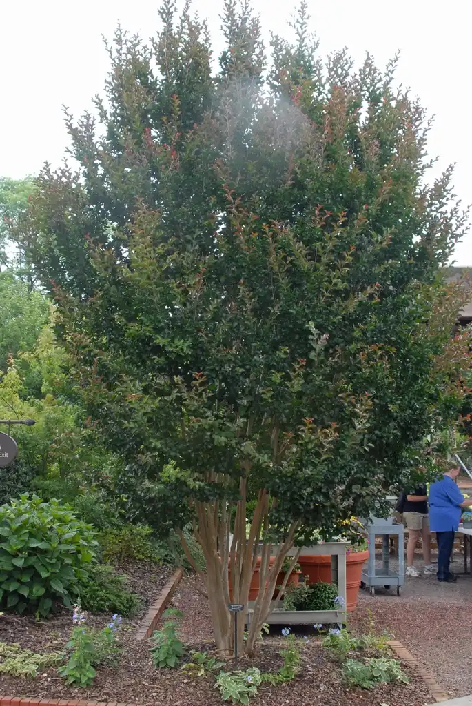 Photo of Lagerstroemia indica - 'Centennial Spirit' Form (Stowe, NC):Jim Robbins