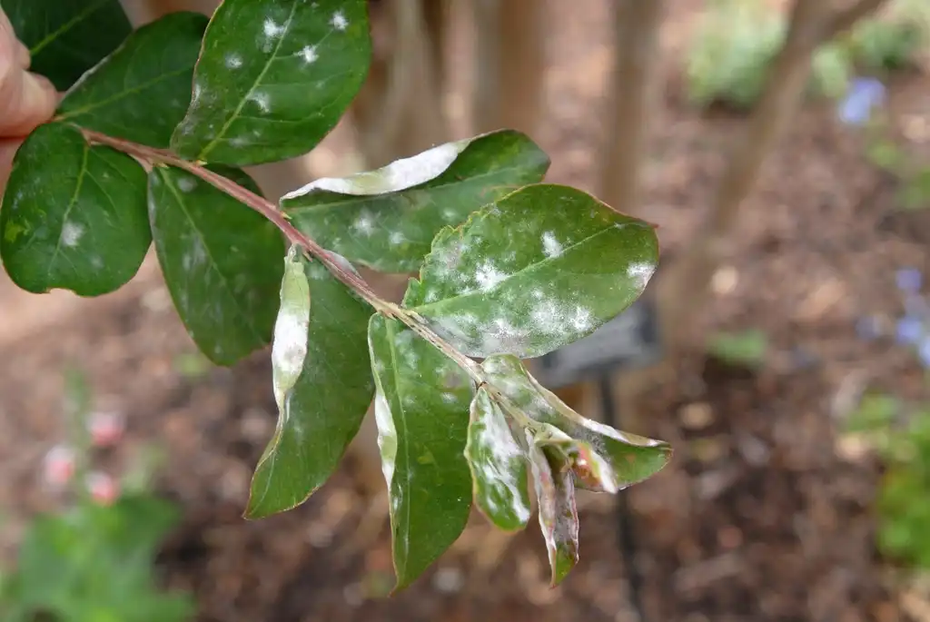 Photo of Lagerstroemia indica - 'Centennial Spirit' Leaves (Stowe, NC):Jim Robbins