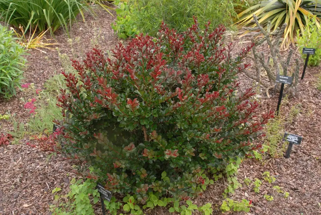 Photo of Lagerstroemia indica - 'Firecracker' Form (Stowe, NC):Jim Robbins