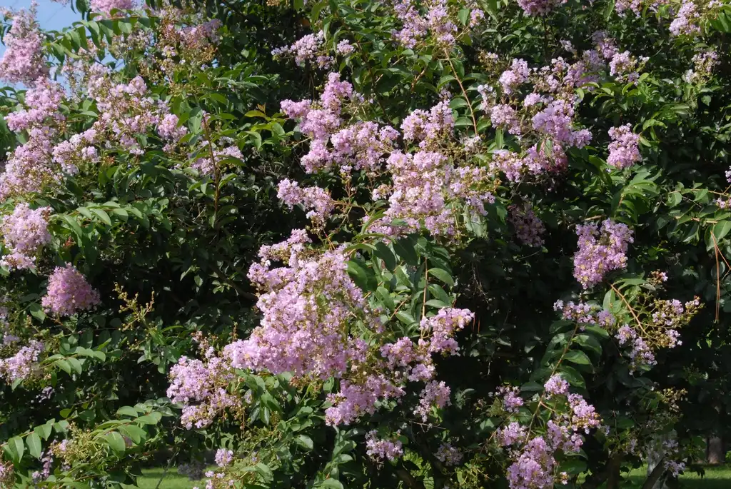 Photo of Lagerstroemia indica - 'Near East' Flowers:Jim Robbins