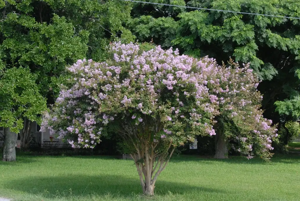 Photo of Lagerstroemia indica - 'Near East' Flower Form:Jim Robbins