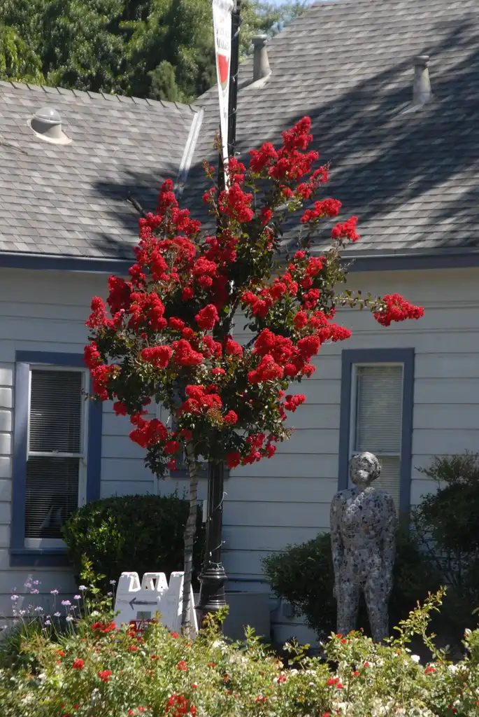 Photo of Lagerstroemia indica - 'Tightwad Red' Flower Form:Jim Robbins