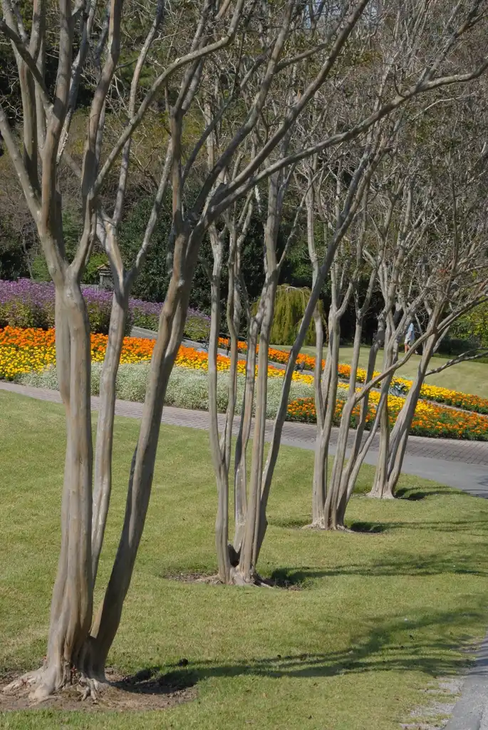 Photo of Lagerstroemia indica - 'Carolina Beauty' Form:Jim Robbins