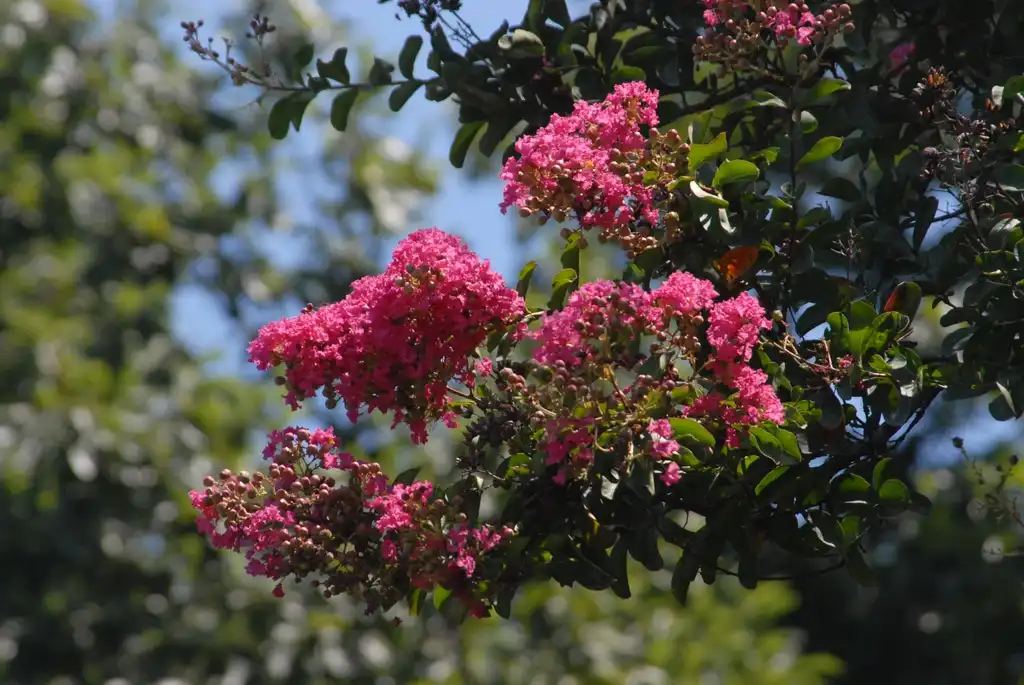 Photo of Lagerstroemia indica - 'Dallas Red' Flower and Leaves:Jim Robbins