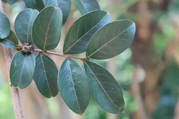 Photo of Lagerstroemia indica - Leaf arrangement:skdavidson