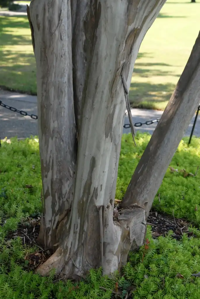 Photo of Lagerstroemia indica - 'Glendora White' Bark:Jim Robbins