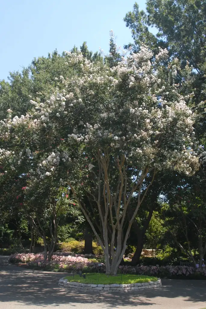Photo of Lagerstroemia indica - 'Glendora White' Flower Form:Jim Robbins