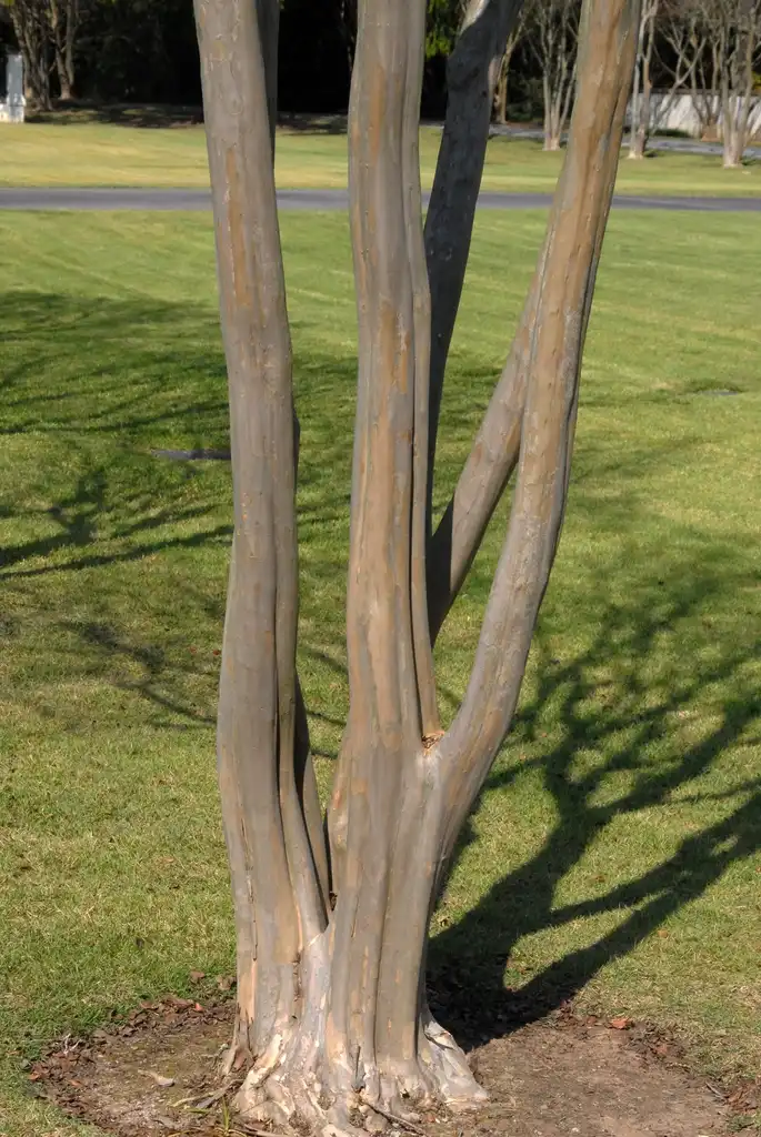 Photo of Lagerstroemia indica - 'Carolina Beauty' Bark:Jim Robbins