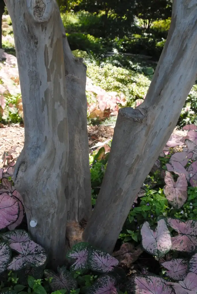 Photo of Lagerstroemia indica - 'Dallas Red' Bark:Jim Robbins