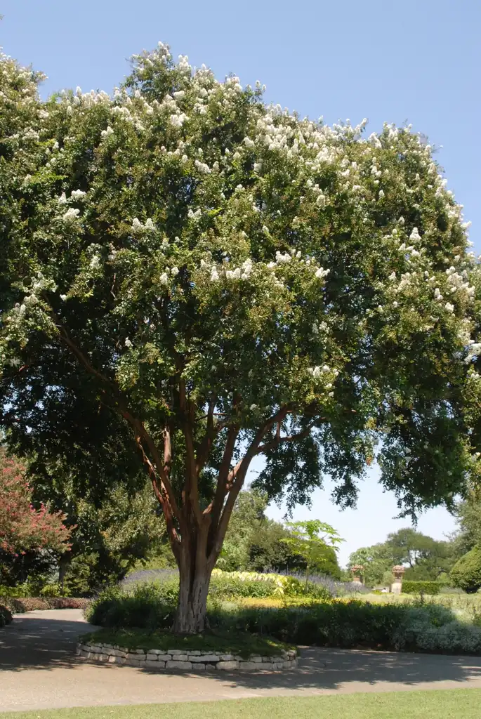 Photo of Lagerstroemia indica - Flower Form:Jim Robbins