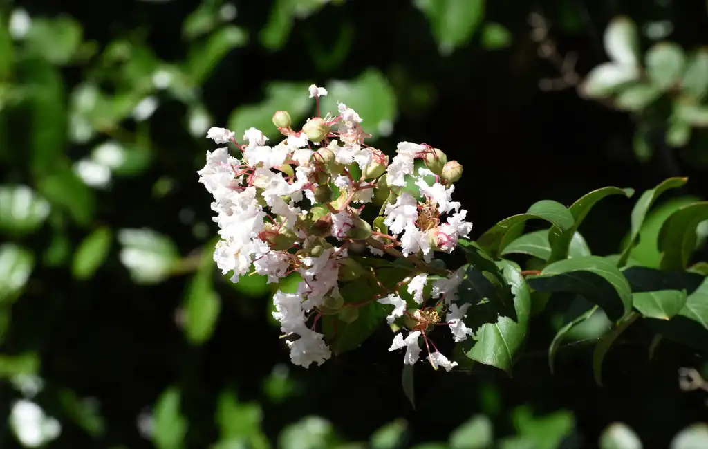 Photo of Lagerstroemia indica - Infinitini® Flowers Close-up (Warren County,NC):Cathy Dewitt