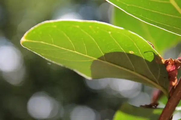 Photo of Lagerstroemia indica - Leaf margins are entire (smooth).:skdavidson
